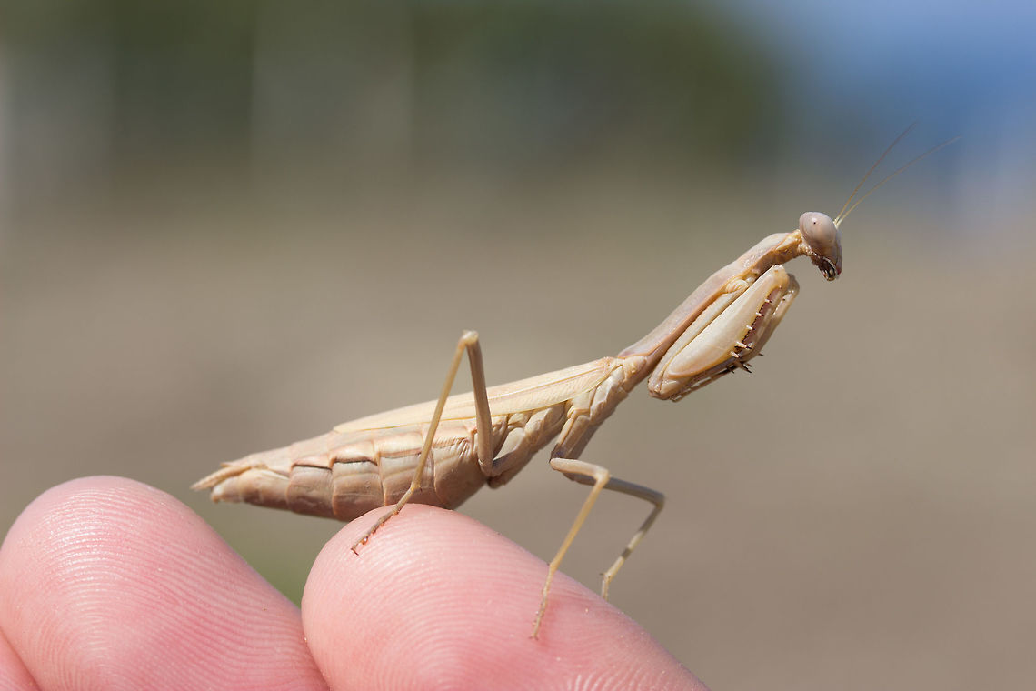 Mantis Saw this little lady (denoted by number of abdominal segments and ahem....&#039;bulky&#039; appearance) on a sandy area - excellent camouflage  Fall,Geotagged,Greece,Iris oratoria,Mantodea,Mediterranean mantis,Tarachodidae