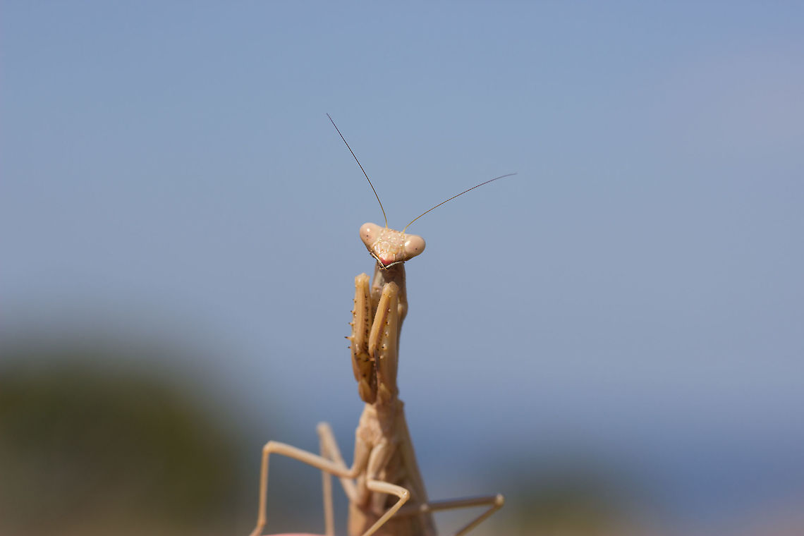 Mantis posing Picture taken by my other half - The poses these creatures do makes me laugh every time. Fall,Geotagged,Greece,Iris oratoria,Mantodea,Mediterranean mantis,Tarachodidae