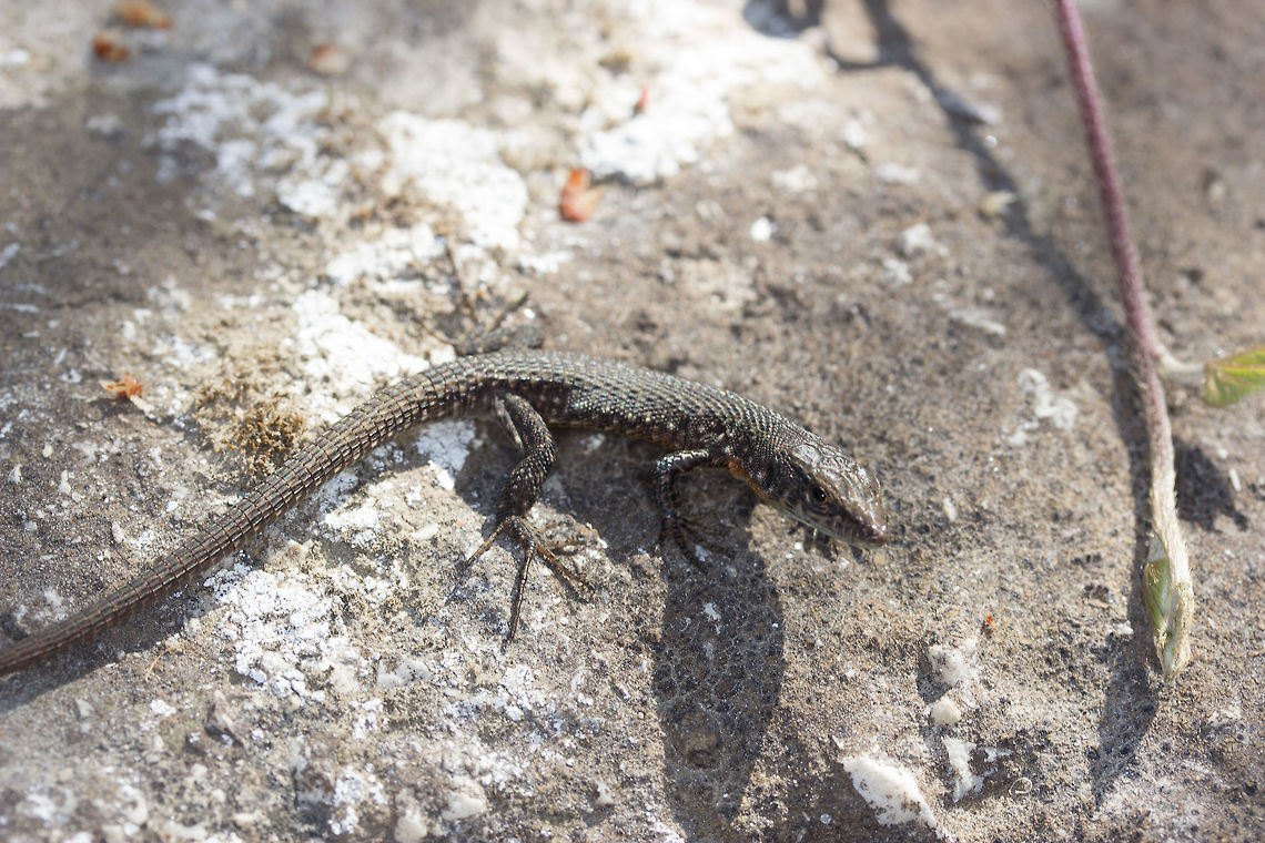 Ophisops_elegans  Fall,Geotagged,Greece,Ophisops elegans,Snake-eyed Lizard