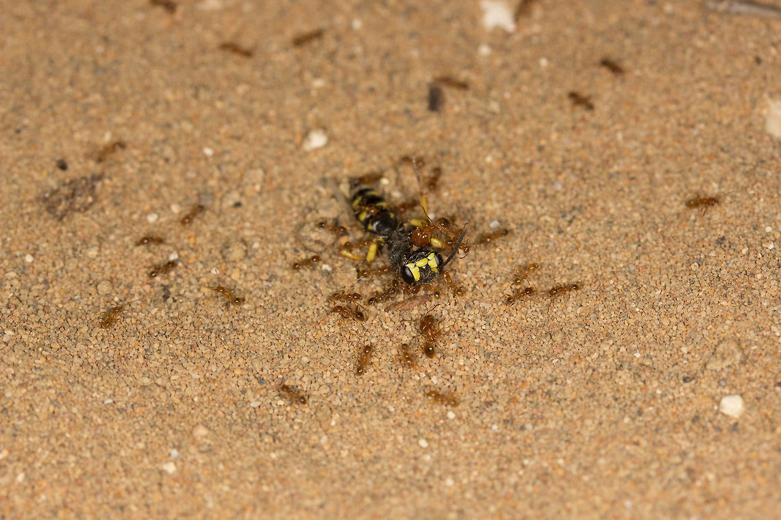 Pheidole_Feeding  Fall,Geotagged,Greece,Pheidole pallidula