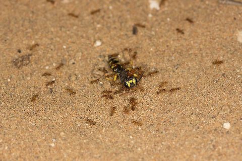 Pheidole_Feeding  Fall,Geotagged,Greece,Pheidole pallidula
