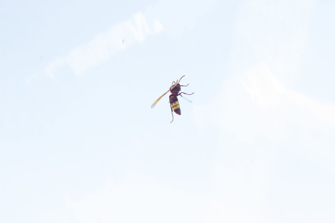 Vespa_orientalis Unfortunately I wasn&#039;t quick enough to snap a decent picture of this oriental hornet that had hit a plastic sheet and was climbing up it. I was surprised by it&#039;s identification but apparently they are spreading and can be found in southern europe Fall,Geotagged,Greece,Oriental hornet,Vespa orientalis