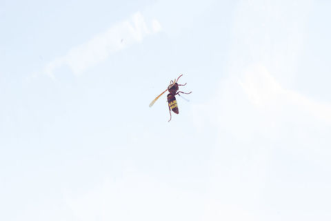 Vespa_orientalis Unfortunately I wasn't quick enough to snap a decent picture of this oriental hornet that had hit a plastic sheet and was climbing up it. I was surprised by it's identification but apparently they are spreading and can be found in southern europe Fall,Geotagged,Greece,Oriental hornet,Vespa orientalis