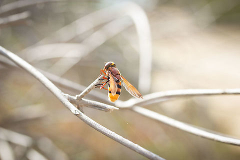 Volucella_zonaria  Fall,Geotagged,Greece,Hornet mimic hoverfly,Volucella zonaria