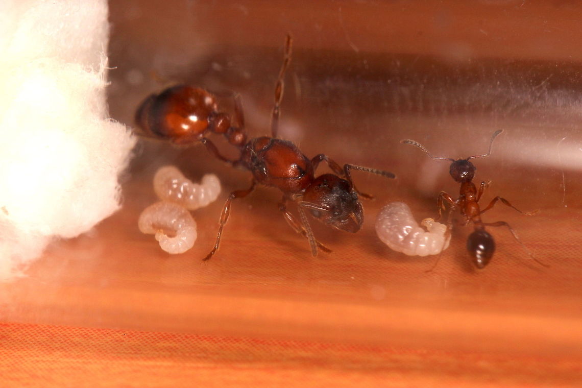 Manica Rubida Finally got my hands on a decent specimen of the largest stinging ant species in Europe :D<br />
<br />
These ants are relatives to our native 'Myrmica Rubra' which also sting but their sting is similar to a nettle, rather than Manica Rubida which is similar to a wasp sting apparently. I don't plan on annoying them to find out!<br />
<br />
Keen and active hunters, when founding the colony, the Queen will lay her eggs and then go off to actively hunt for prey for herself and her brood. As you can see in the picture, they are a wonderful reddy/brown colour - note the additional node on the spine too - used for when the business end of the abdomen comes from behind and under the ant to deliver the sting.<br />
Unlike some other ant species - the brood feed directly on the prey from what I've learnt. So the workers will kill prey, then drag it to the brood chamber and place the larvae next to the prey - then feeding commences.<br />
<br />
Unlike my other ant species, I've also noticed that this species you can really tell the 3 dots on the top of the head (for light level detection apparently). My mantis also has these and it seems many other species of insect do to. Never noticed them on my Messor Barbarus or Pheidole Pallidula colonies.<br />
<br />
Really looking forward to caring for these ants. Wish me luck! Fall,Geotagged,Manica rubida,Non-native,United Kingdom,captive colony