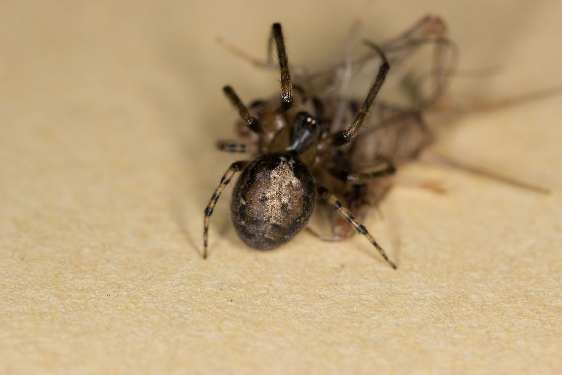 Zygiella x-notata False widow spider(?) was walking on my desk as I was feeding the ants. It caught this cricket before I could. Impressive as there was no web for it catch it with. Must have been hungry. I'll let her finish her food before I put her back outside! Fall,Geotagged,United Kingdom,Zygiella x-notata