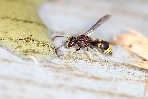 Finally hatched Remember this? 

https://www.jungledragon.com/image/53413/unknown_larvae.html

The above is what came out :) Ancistrocerus trifasciatus,Nysson spinosus