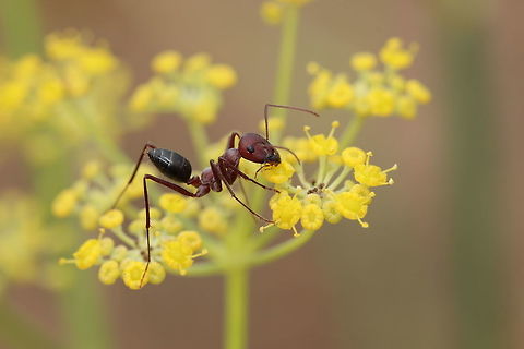 Unlikely Pollinator This species of ant seemed to love the yellow flowers they were walking on. Either intentionally or not - I suppose they are pollinating the flowers. Cataglyphis nodus,Geotagged,Greece,Summer