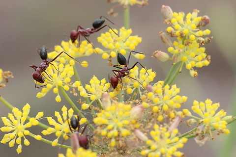 Cataglyphis nodus  Cataglyphis nodus,Geotagged,Greece,Summer