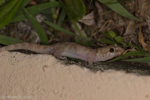 Hemidactylus_turcicus  Geotagged,Greece,Hemidactylus turcicus,Mediterranean house gecko,Summer