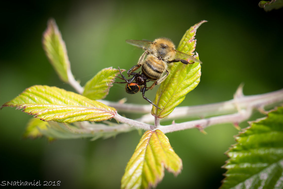 Lunchtime This poor bee was ambushed by the spider as it came out of a flower. Unfortunately I missed the initial strike but as you can see, the spider wasn't letting go. The bee kept trying to brush the spider off with it's rear legs but failed. I wanted to help the bee out but had to remind myself that this is nature and if the spider has delivered its payload, the bee is probably going to die soon anyway.  Geotagged,Greece,Summer,Synema globosum
