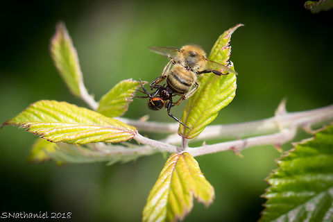 Lunchtime This poor bee was ambushed by the spider as it came out of a flower. Unfortunately I missed the initial strike but as you can see, the spider wasn't letting go. The bee kept trying to brush the spider off with it's rear legs but failed. I wanted to help the bee out but had to remind myself that this is nature and if the spider has delivered its payload, the bee is probably going to die soon anyway.  Geotagged,Greece,Summer,Synema globosum