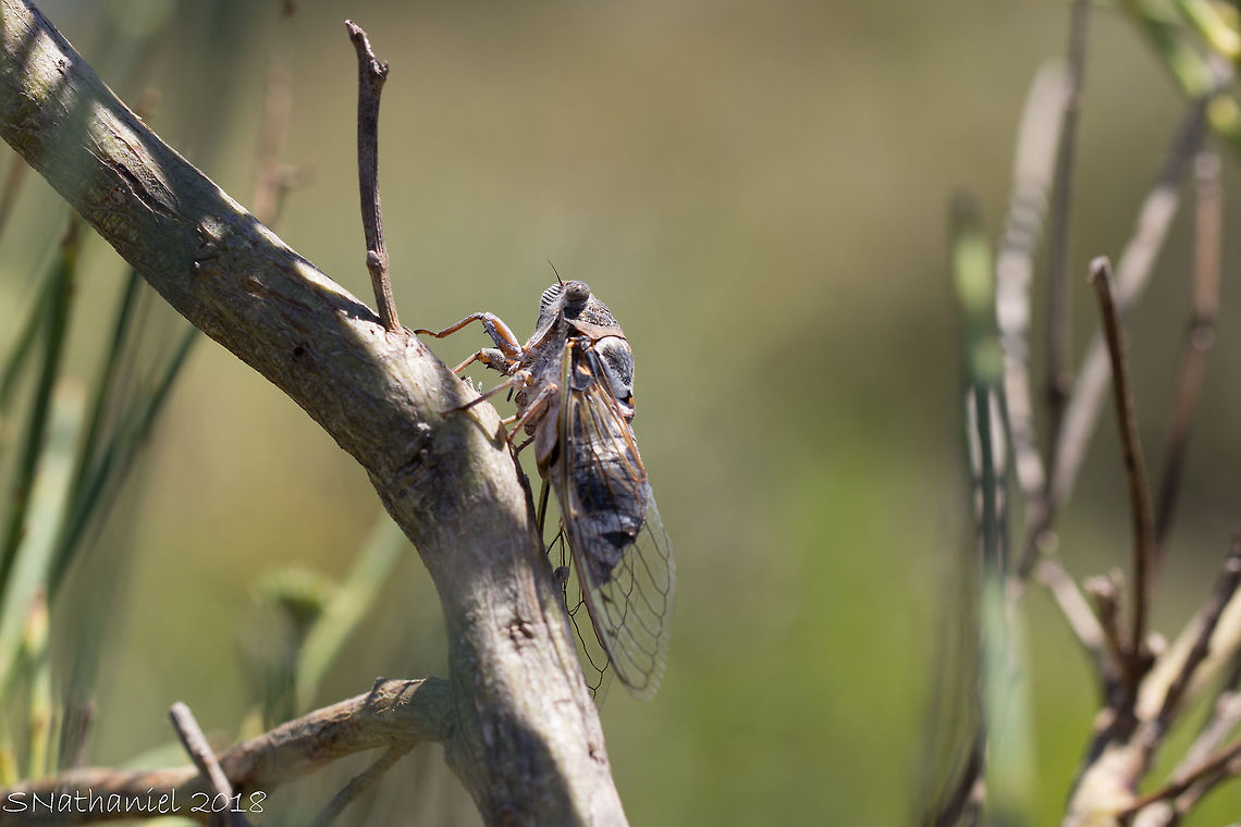 Noisy Cicada Enjoy the noise synonymous with holidays to this part of Greece (and presumably other locations too!)  Geotagged,Greece,Lyristes plebejus,Summer,Swamp cicada,Tibicen tibicen