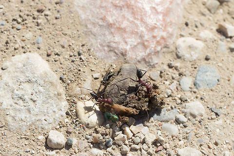 Shared Meal Not sure what they were eating but the ants and the flies seemed to be getting on well. Cataglyphis nodus,Geotagged,Greece,Summer