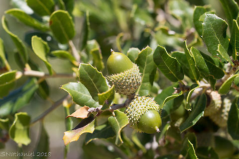Quercus Coccifera  Kermes oak,Quercus coccifera