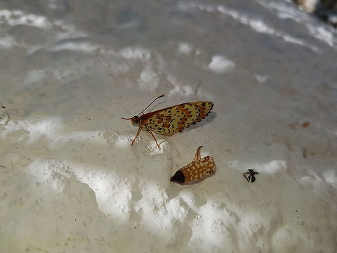 Re-birth  Geotagged,Greece,Lesser Spotted Fritillary,Melitaea trivia,Summer