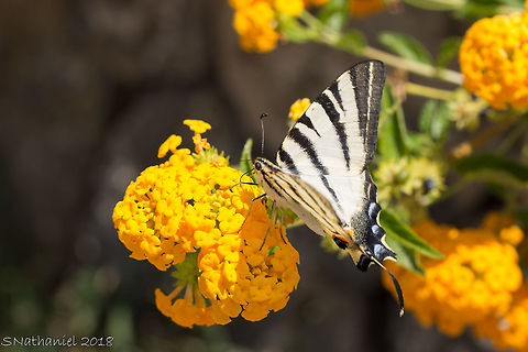 Scarce Swallowtail  Iphiclides podalirius,Scarce Swallowtail