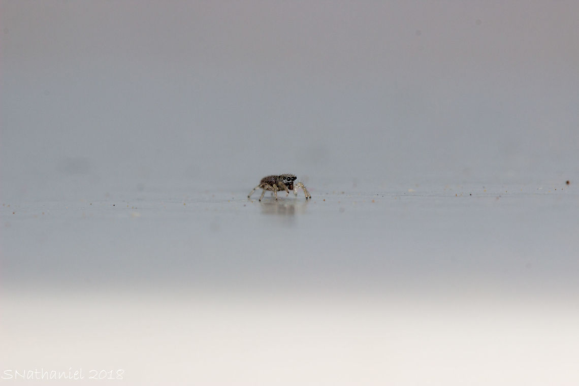 Tiny Spider I saw this by sheer luck - it was less than 2mm in size, as you can see by the size of the sand/dust that is also in the picture - this thing was tiny! Geotagged,Greece,Summer