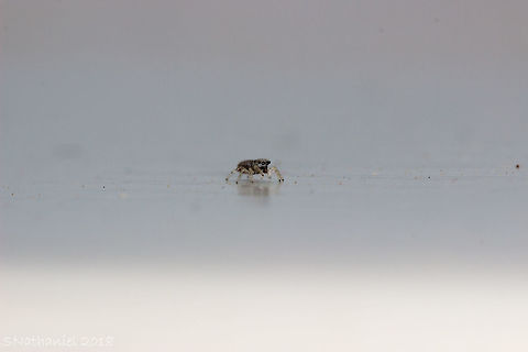 Tiny Spider I saw this by sheer luck - it was less than 2mm in size, as you can see by the size of the sand/dust that is also in the picture - this thing was tiny! Geotagged,Greece,Summer