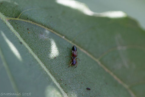 Wait a minute! Thought I'd spotted a previously unknown (to me) ant species. Upon closer inspection and noticing there were 2 legs more than there should be, I identified it as a cheeky spider!

Apologies for the quality, the wind was quite strong and this spider was very skittish and didn't want to be seen. Geotagged,Greece,Myrmarachne formicaria,Summer