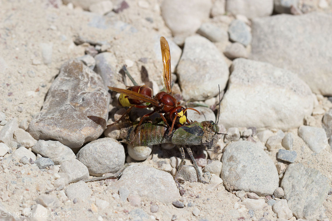 Vespa orientalis immense power in the mandibles, you could hear it cracking the chitin of it&#039;s food. Geotagged,Greece,Oriental hornet,Summer,Vespa orientalis
