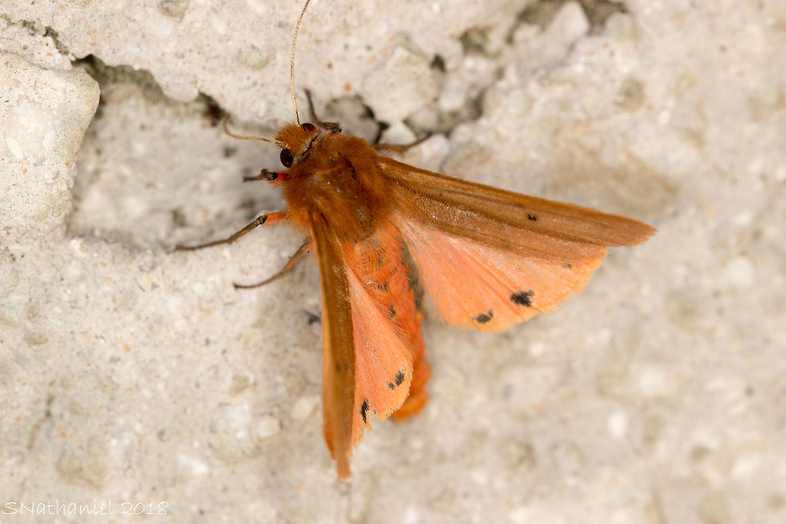 Corfu Moth I&#039;ve failed at the moment to identify this one. Any help would be appreciated :)