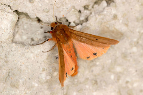 Corfu Moth I've failed at the moment to identify this one. Any help would be appreciated :)