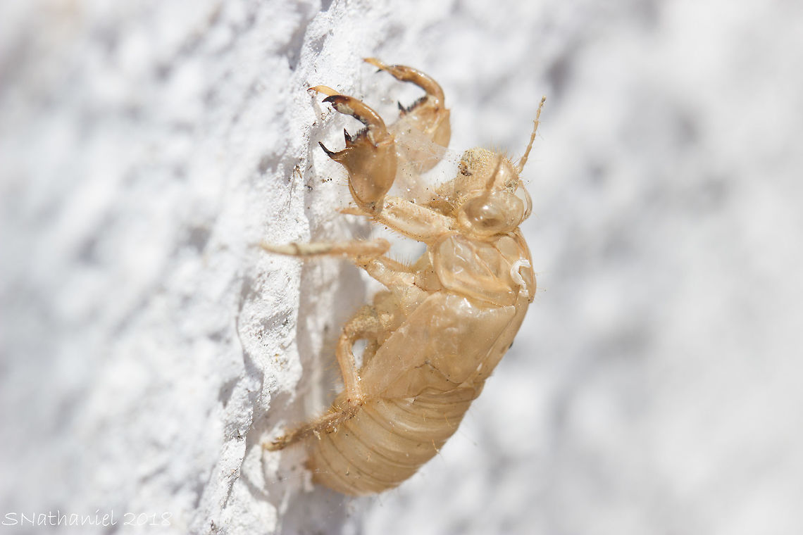Cicada casing Seen on a wall in the sun, I thought it was a cicada at first but then realised that it was just the casing of one that had broken free and gone elsewhere. Cicada orni,Geotagged,Greece,Summer
