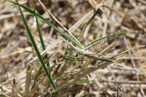 Acrida ungarica  Acrida ungarica,Geotagged,Greece,Nosed Grasshopper,Summer