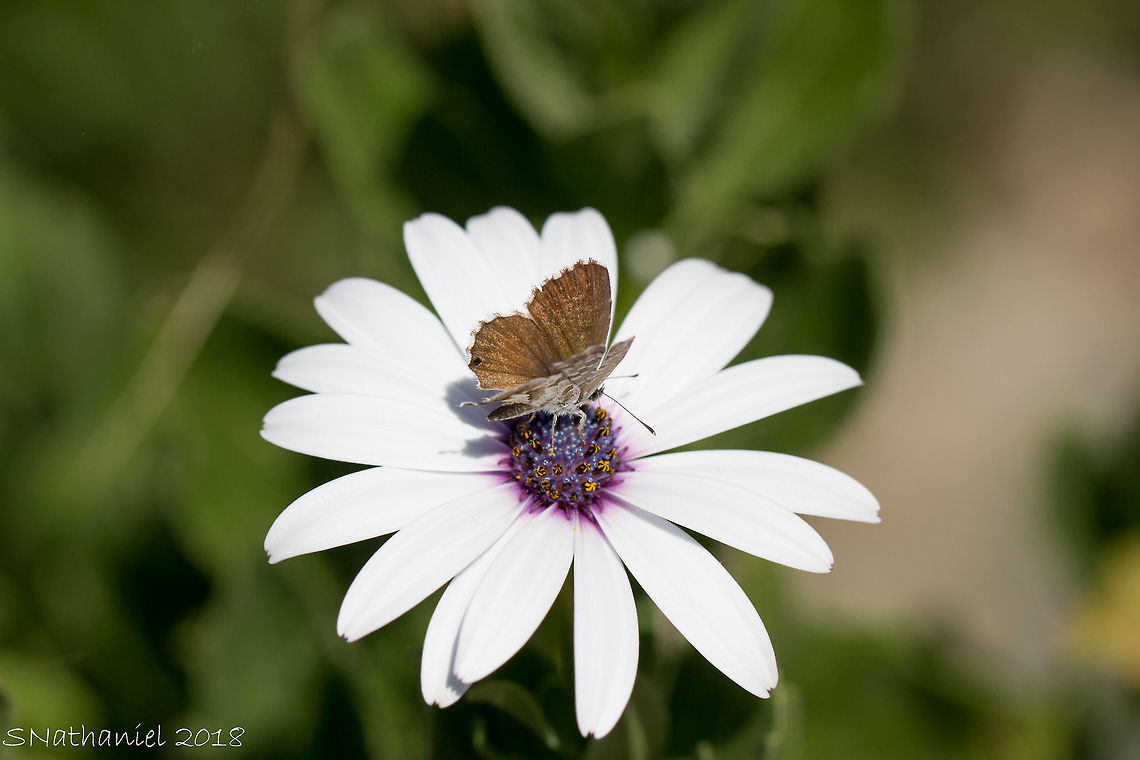 Daisy  Dimorphotheca ecklonis