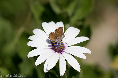 Daisy  Dimorphotheca ecklonis