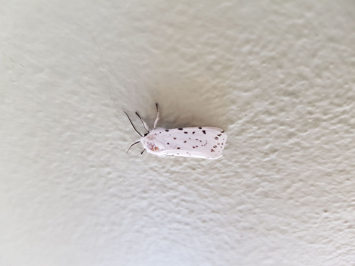 Spilosoma lubricipeda  Geotagged,Greece,Spilosoma lubricipeda,Summer