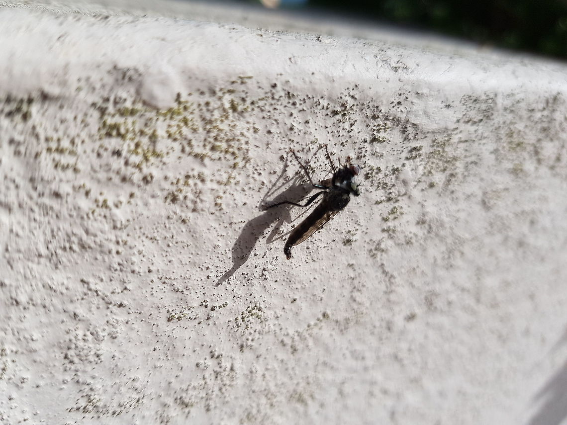 Robber Fly (With Prey) Poor quality image taken with phone before it flew away. It was only upon zooming in I noticed a hoverfly had fallen prey to this robust monster! Dune Robberfly,Geotagged,Greece,Philonicus albiceps,Summer