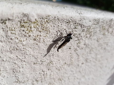 Robber Fly (With Prey) Poor quality image taken with phone before it flew away. It was only upon zooming in I noticed a hoverfly had fallen prey to this robust monster! Dune Robberfly,Geotagged,Greece,Philonicus albiceps,Summer