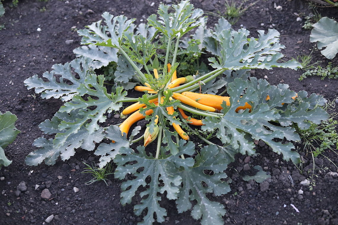 Yellow Cougette And here was me thinking they only came in green..... Cucurbita pepo,Geotagged,Summer,United Kingdom,curcurbita pepo