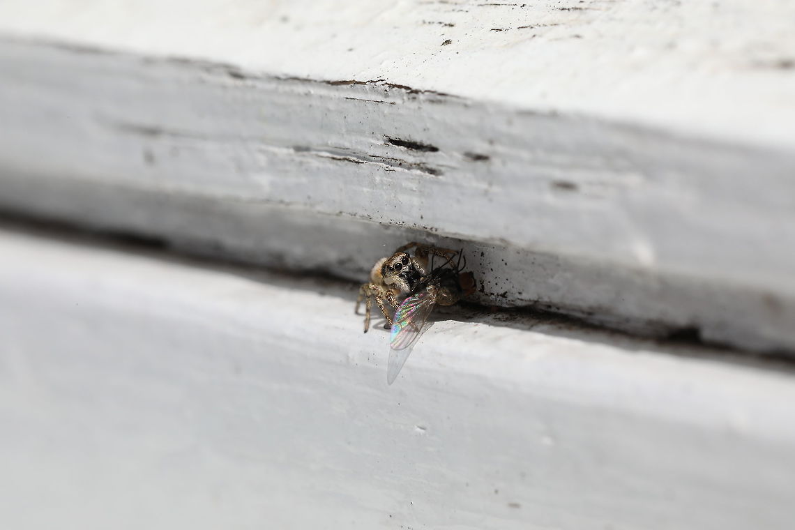 Rainbow Lunchtime Not sure what it is with my new camera that I cannot seem to focus in as well as I could with my trusty 600D. That seemed to be able to get the shots pin sharp. Clearly more practice is required! Salticus scenicus,Zebra spider