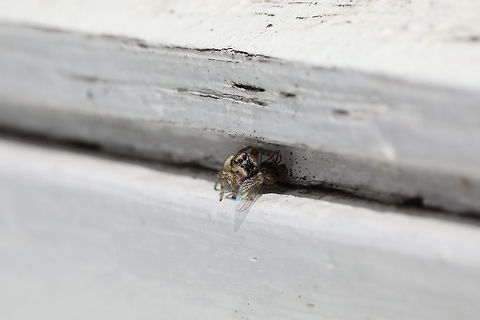 Rainbow Lunchtime Not sure what it is with my new camera that I cannot seem to focus in as well as I could with my trusty 600D. That seemed to be able to get the shots pin sharp. Clearly more practice is required! Salticus scenicus,Zebra spider