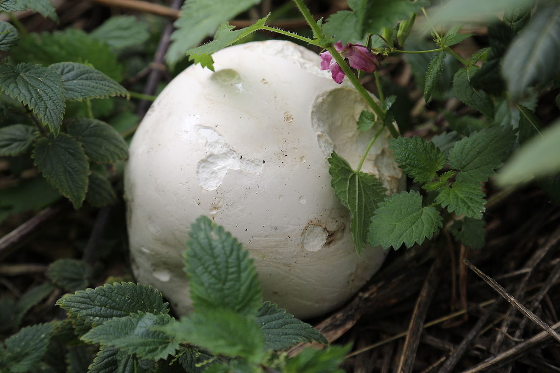 Not a football  Calvatia gigantea,Geotagged,Giant puffball,Summer,United Kingdom