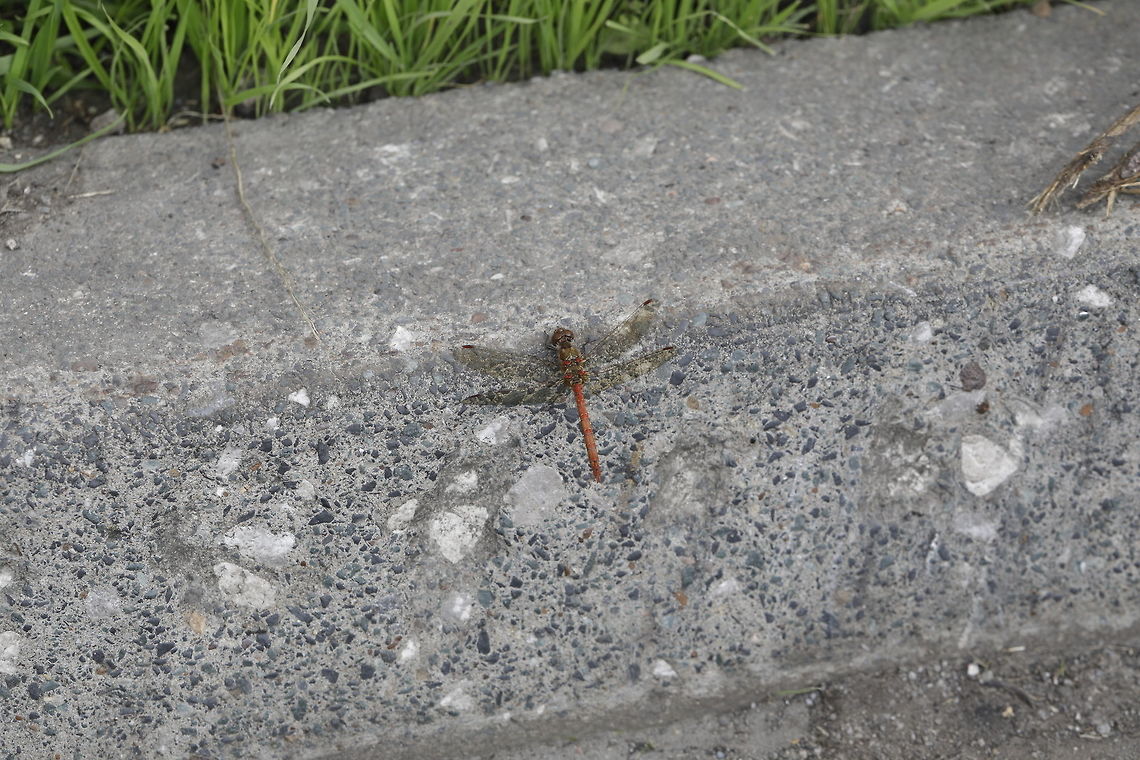 Red Veined Darter First one of these I&#039;ve seen in the uk. Perhaps I need to look harder! Geotagged,Summer,Sympetrum fonscolombii,United Kingdom,red-veined darter