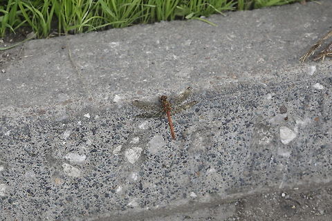Red Veined Darter First one of these I've seen in the uk. Perhaps I need to look harder! Geotagged,Summer,Sympetrum fonscolombii,United Kingdom,red-veined darter