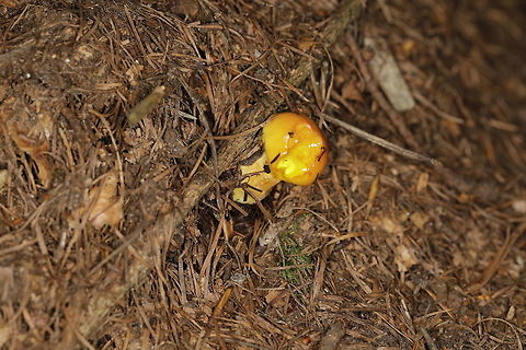 Young Slippery Jack  Slippery jack,Suillus luteus