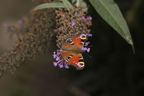 Peacock Butterfly  European Peacock,Inachis io