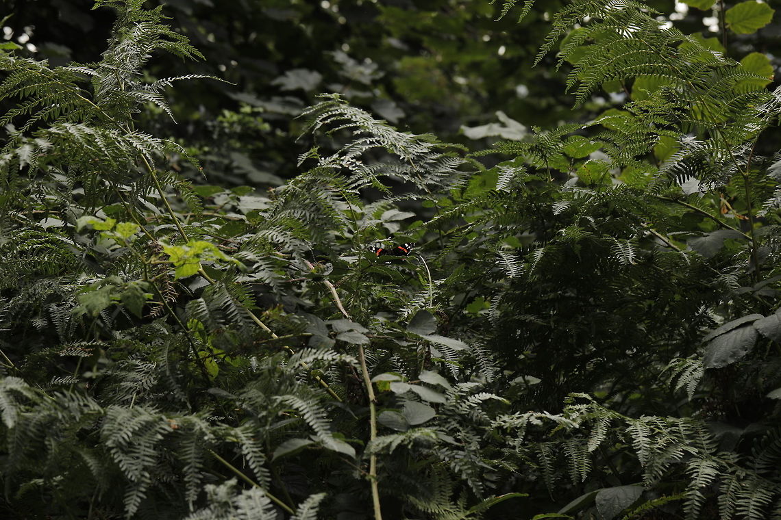 Contrast between bug and bush I know this is not my usual close up, but I loved the contrast of colours between the butterfly and it's surroundings. Geotagged,Red Admiral,Summer,United Kingdom,Vanessa atalanta