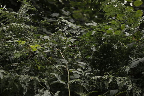 Contrast between bug and bush I know this is not my usual close up, but I loved the contrast of colours between the butterfly and it's surroundings. Geotagged,Red Admiral,Summer,United Kingdom,Vanessa atalanta