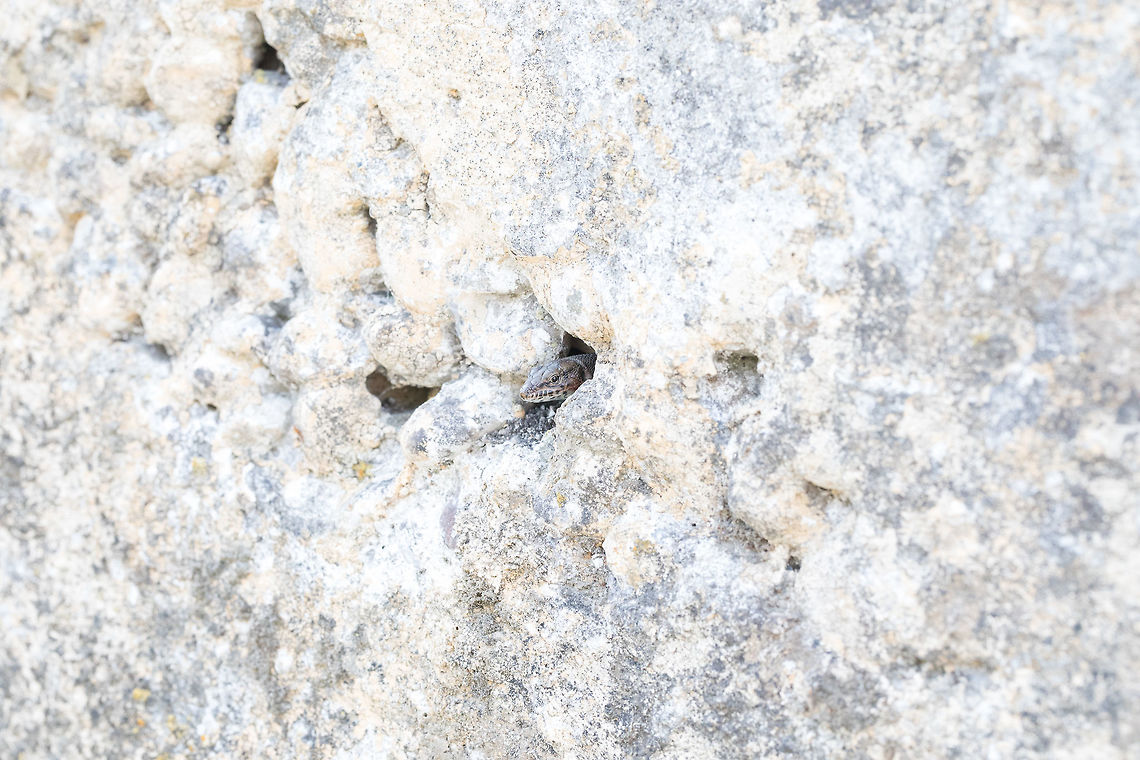 The Snake-eyed Lizard  Fall,Geotagged,Greece,Ophisops elegans,Snake-eyed Lizard
