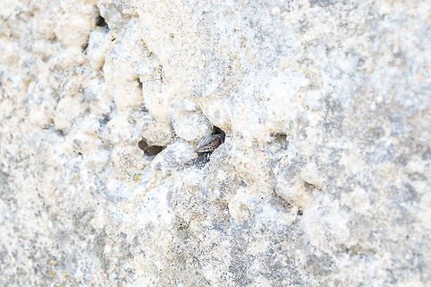 The Snake-eyed Lizard  Fall,Geotagged,Greece,Ophisops elegans,Snake-eyed Lizard