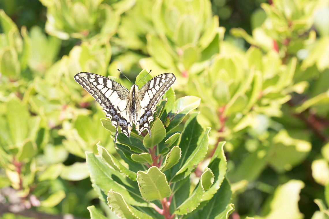Swallowtail_Butterfly  Fall,Geotagged,Greece,Old World swallowtail,Papilio machaon