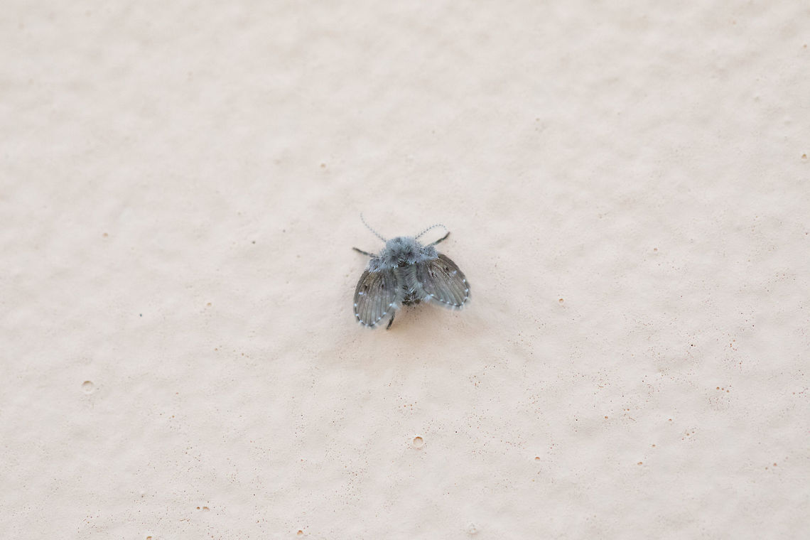 Psychodinae  Drain fly,Fall,Geotagged,Greece,Psychodidae