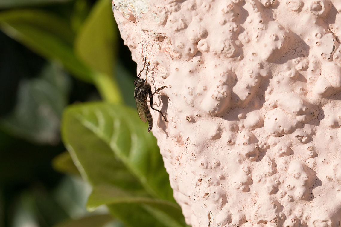 Philonicus_albiceps  Dune Robberfly,Fall,Geotagged,Greece,Philonicus albiceps