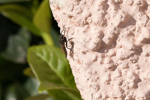 Philonicus_albiceps  Dune Robberfly,Fall,Geotagged,Greece,Philonicus albiceps
